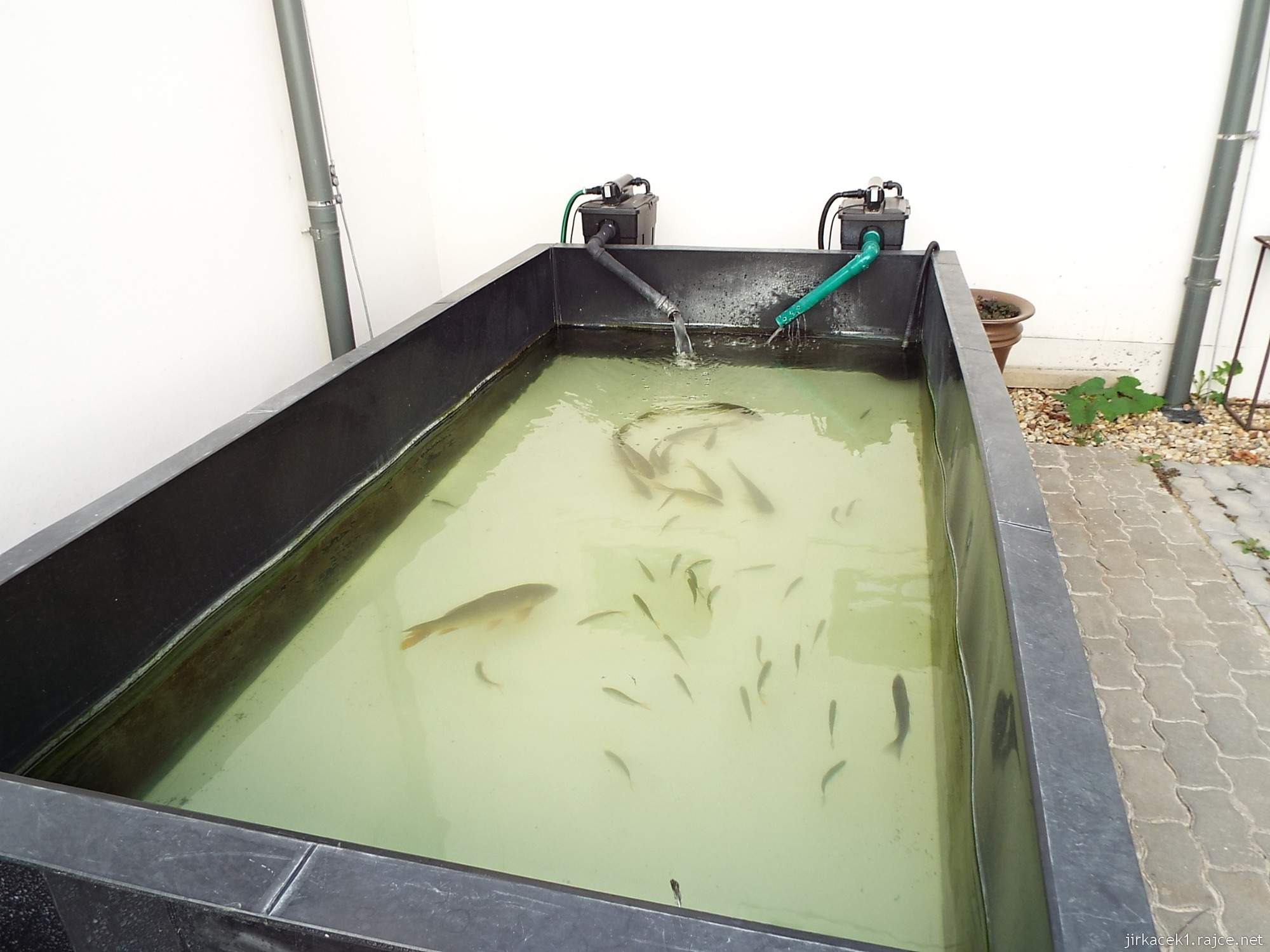 Valtice - zemědělské muzeum 31 - ryby v kádi na nádvoří