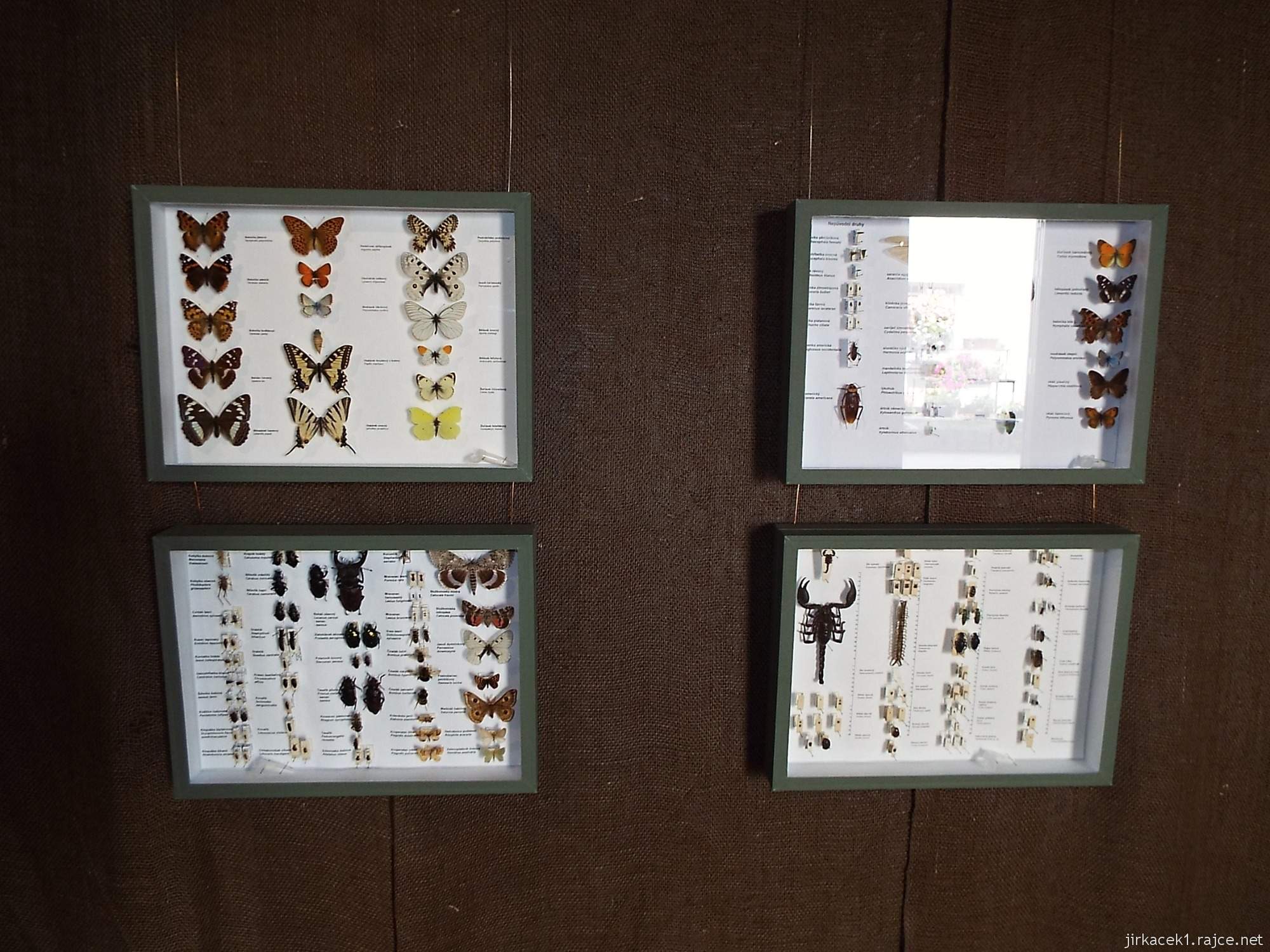 Valtice - zemědělské muzeum 33 - expozice hmyzu - sbírka motýlů
