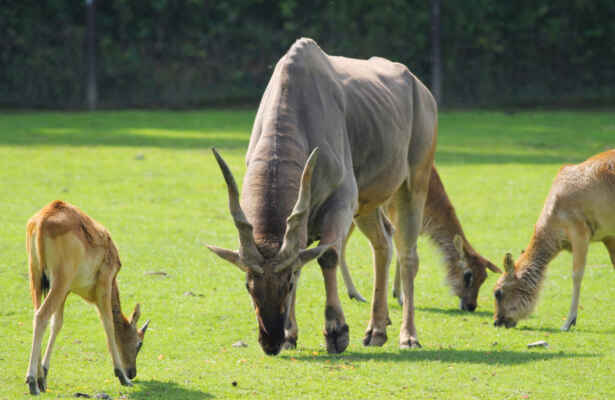 Antilopa losí - samec + vodušky abok
