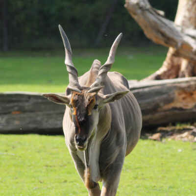 Antilopa losí - samec