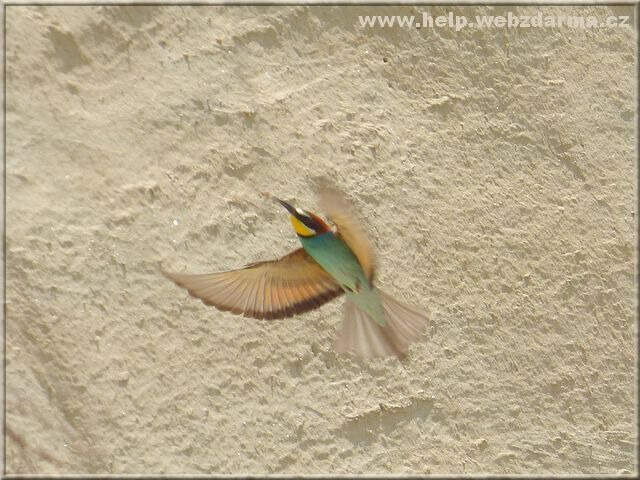 vcelarik
